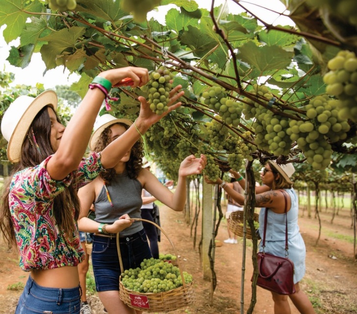 Góes confirma Festa da Vindima e vende ingresso