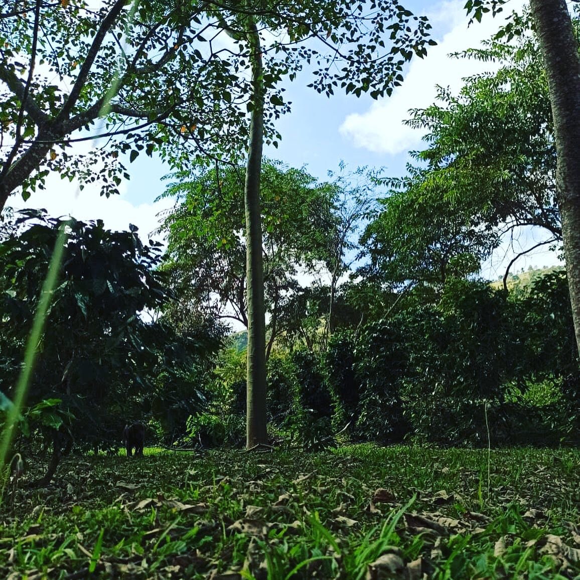 Sitio em Cunha SP produz cafe agroecologico 3 Foto Renata Leitão