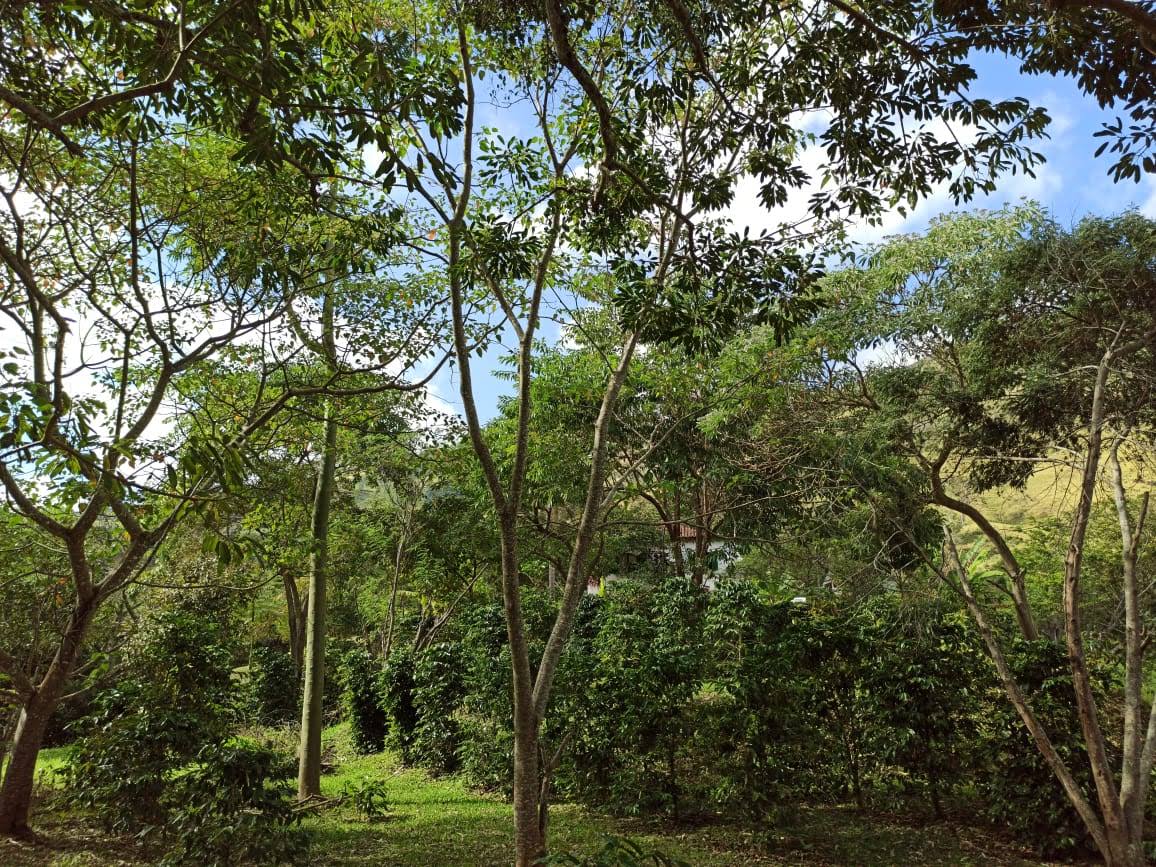 Sitio em Cunha SP produz cafe agroecologico 4 Foto Renata Leitão