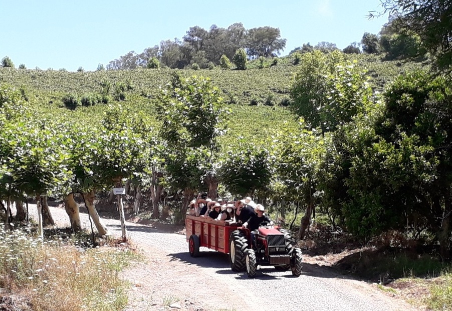 Passeio de trator conta historia de vinícola gaucha 4 Foto Claudio Schapochnik Que Gostoso