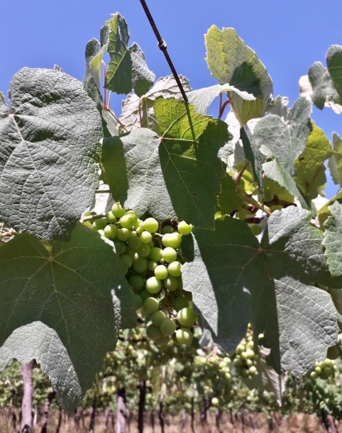 Passeio de trator conta historia de vinícola gaucha 5 Foto Claudio Schapochnik Que Gostoso