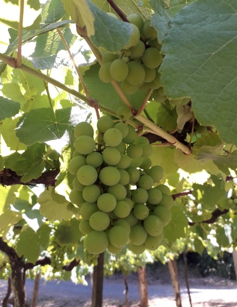 Passeio de trator conta historia de vinícola gaucha 8 Foto Claudio Schapochnik Que Gostoso