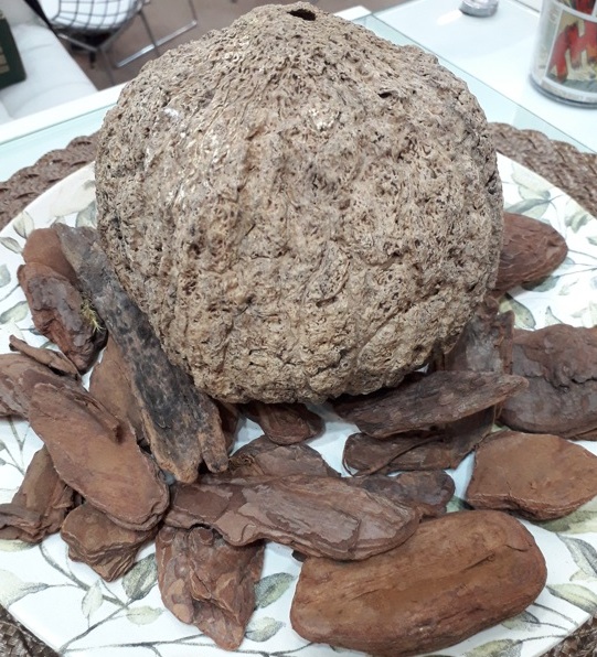 Castanha-do-Brasil é vendida com certificados Foto Claudio Schapochnik Que Gostoso 1