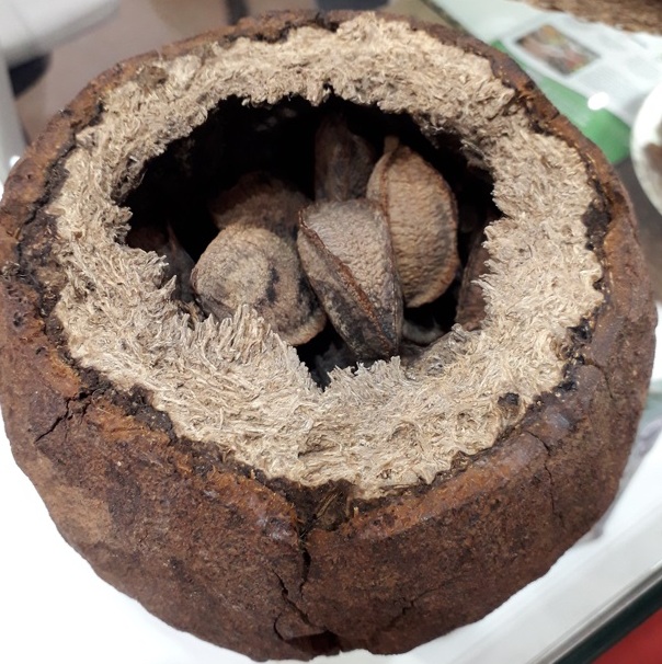 Castanha-do-Brasil é vendida com certificados Foto Claudio Schapochnik Que Gostoso 3